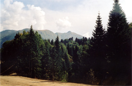 Лес по дороге на Красную Поляну